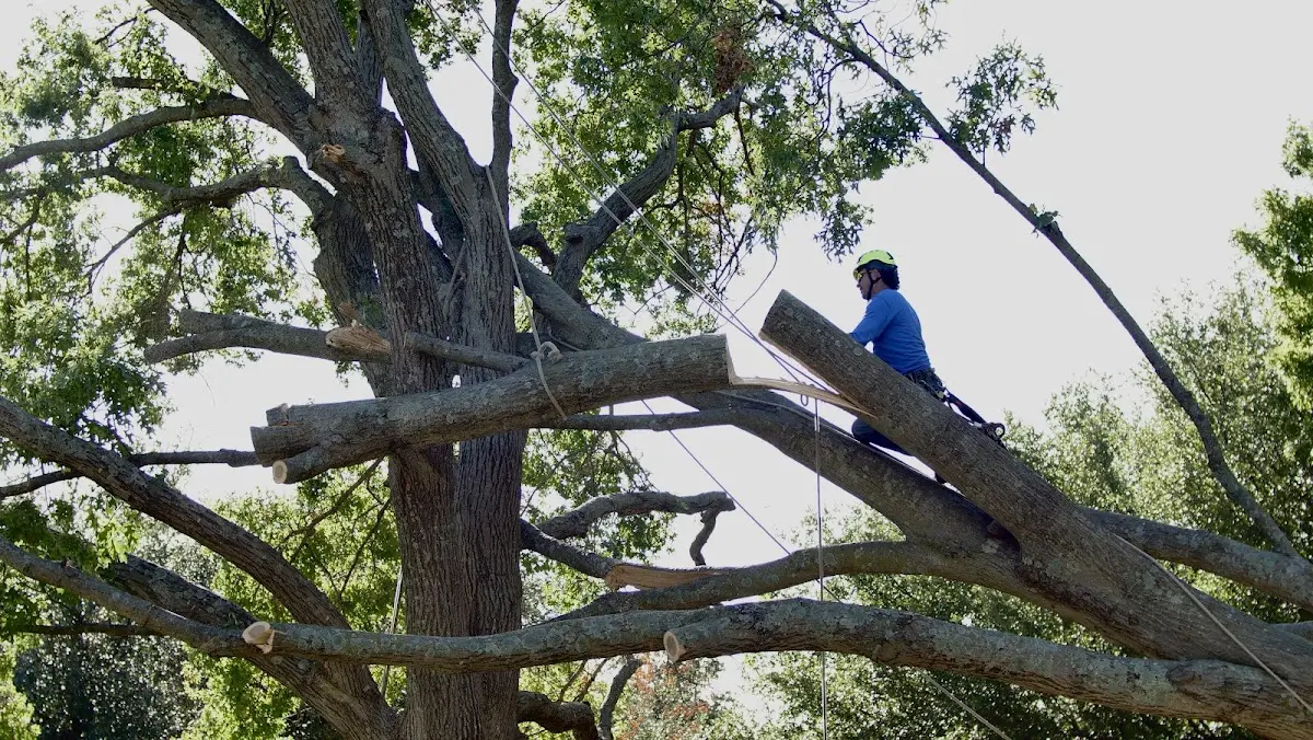 Professional Crown Thinning performed by certified arborists in Vivian