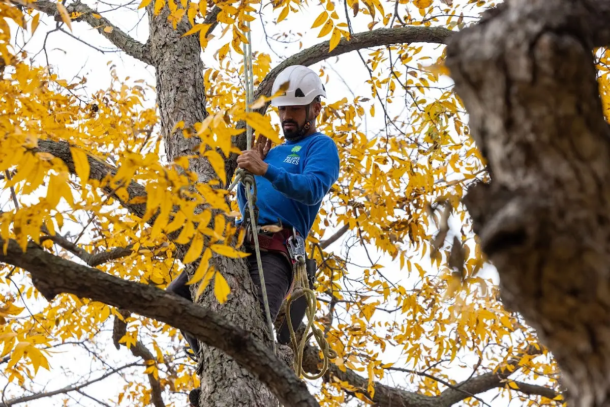 Skilled Tree Trimming crew working in Vivian
