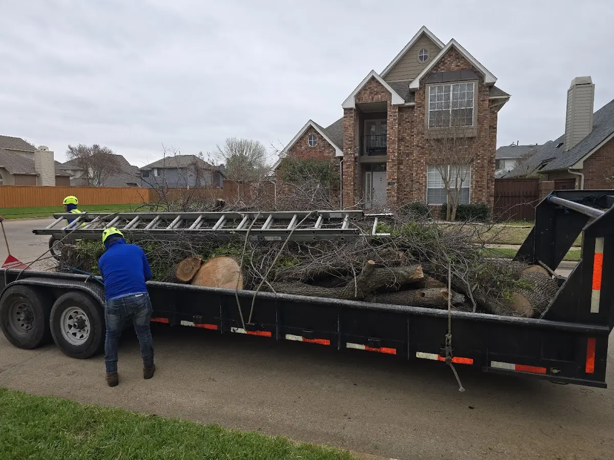 Expert Tree Removal with proper safety equipment in Vivian